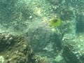 Butterfly Fish at Pak Lap (HK)