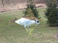 Picture Gallery of a White Deer in New Jersey