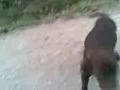 kozan drahthaar çatalburun av köpeği BARON&BONCUK
