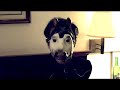 The Films \"Belt Loops\" video OFFICIAL The Films \"Belt Loops\" video OFFICIAL