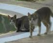 Playa Maroma & cats