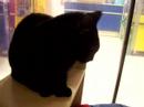 Laura -better video of the shy black cat who likes to hide Laura -better video of the shy black cat who likes to hide