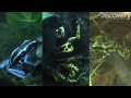 Poison Dart Frog