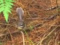NZ Birds :: Fantail NZ Birds :: Fantail