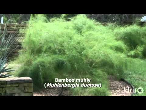 how to grow skullcap