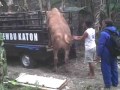Video Sapi Super Lokal