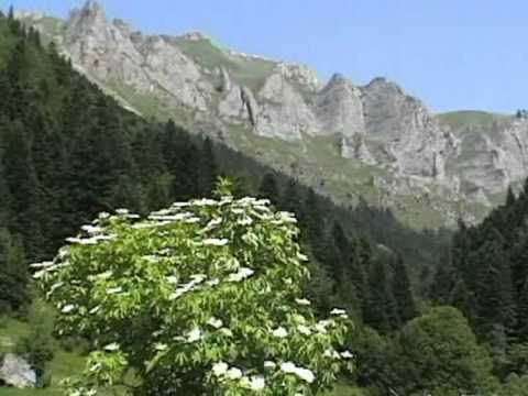 Mirësevini në Malin Sharr-Perla e Europës Mirësevini në Malin Sharr-Perla e Europës