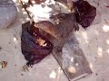 Lizzard Lizzard