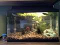 videos de Feeding Aquarium Fish.AVI