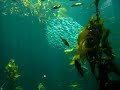 Kelp Forest Kelp Forest