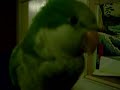 tsuki-the-blue-quaker-parrot-enjoys-time-out.html