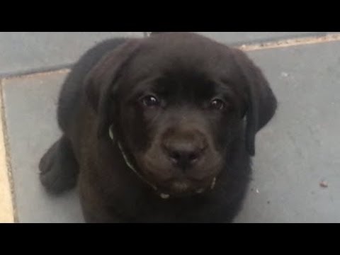 Black Labrador puppy – Tail grab & spin!
