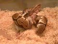 Ball python feeding Oct 27 2007 Part 2 Ball python feeding Oct 27 2007 Part 2