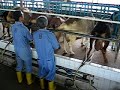 goat milking goat milking
