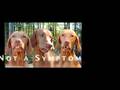 videos de Mast Cell Tumors In Dogs