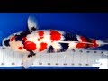 V21 28/3/09 Bi-Annual Koi Measurement