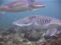 Cuttle fish
