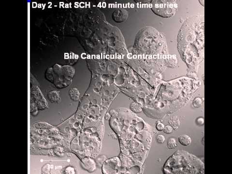 how to isolate hepatocytes from liver