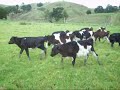 calf drenching and moving