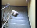 funny dog.by guthe.. funny dog.by guthe..