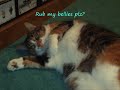 Funny kally pics