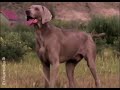 Video de entrenamiento de cachorros - Nutrici�n del cachorro (Episodio 1)