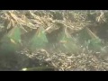 DragoTec Corn Heads: 2008 Performance Testimonials #3
