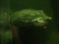 hungry hungry turtle