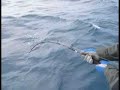 ???? - Amberjack 12.01.2006 - JIGGING ???? - Amberjack 12.01.2006 - JIGGING