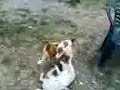 Milo e Shira