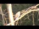 Hawk Harassment Hawk Harassment