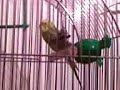TEST Camera Sony Ericsson K510i