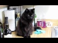 しゃべるねこ、しおちゃんの【料理観察】Theo learning how to cook.