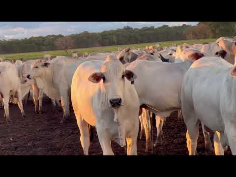 OFERTA DE VENDA - NELORE GARROTE EXTRA - Vila Bela Da Santíssima Trindade MT