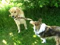 My fun dogs Sheltie & Golden Retriver plays 2gether My fun dogs Sheltie & Golden Retriver plays 2gether
