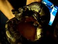 adult male ball python
