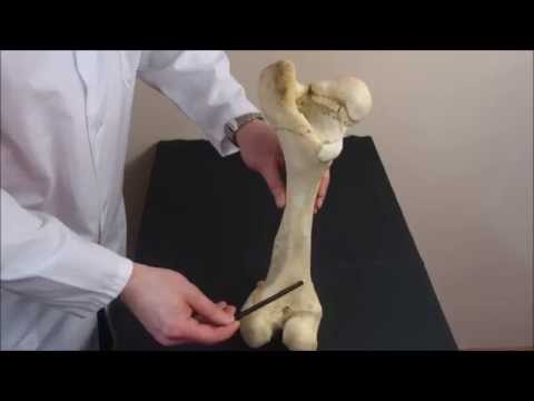 Бедренная кость и коленная чашка крупного рогатого скота