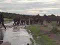 Elephants vs African Wild Dogs