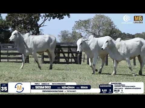 2� DE OLHO NA FAZENDA NELORE SESMARIAS