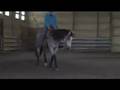 Patsys Bit O Honey 2 yr old buckskin all around prospect