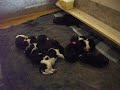 Baker-Shasta 2007 Pups Baker-Shasta 2007 Pups