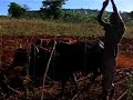 Singing for Oxen_ The Sabiny on Mt. Elgon, UGANDA