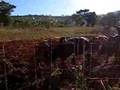 videos de Singing for Oxen_ The Sabiny on Mt. Elgon, UGANDA