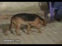Dogs dancing to the rhythmic folk tunes