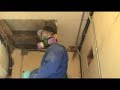carpenter ant treatment in langdale bc by the experts at innovative