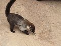 Coati (aka Pizote) at Monteverde, Costa Rica