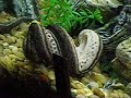 Squamata Reptiles presents: Elephant's Trunk Snake Attack!