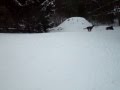 2009-01-06 | irish setter wheelies in snow ~> dogs going nuts in the snow ... (01:07)