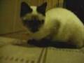 シャム猫ゴン