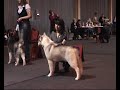 Judge Daniel W FLEITAS puppy class